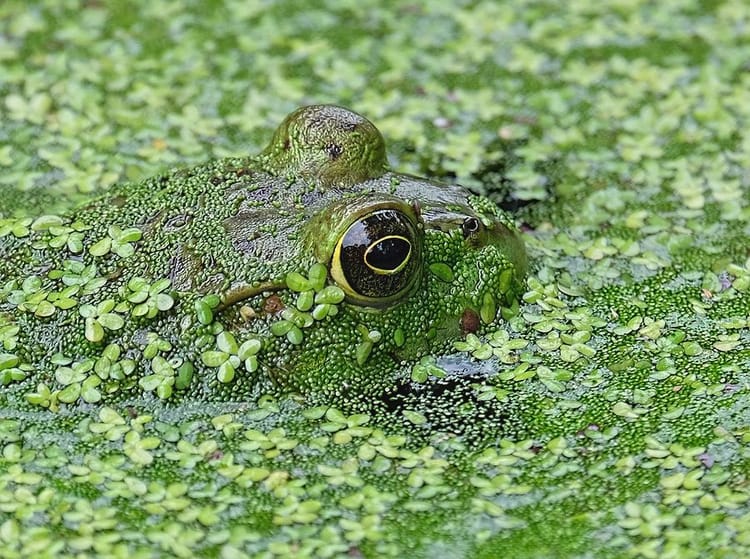 Deceptive 'camouflage' signaling among leaders